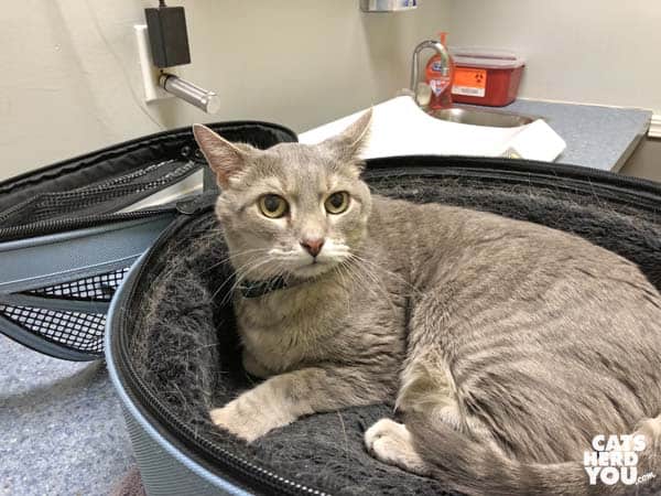 gray tabby cat in carrier at veterinarian's office
