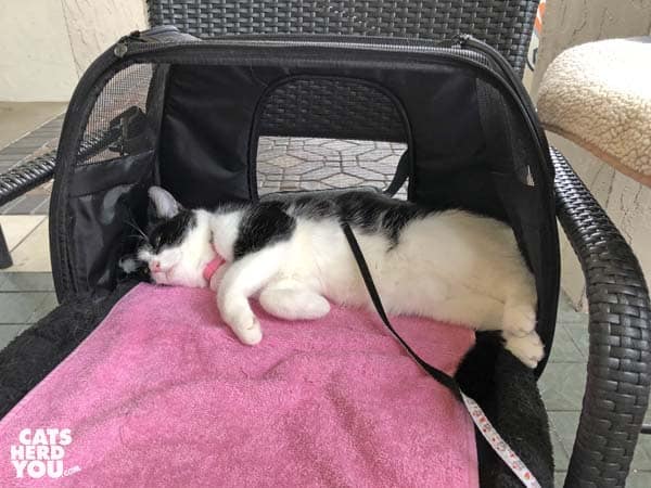 black and white tuxedo cat lounges inside carrier