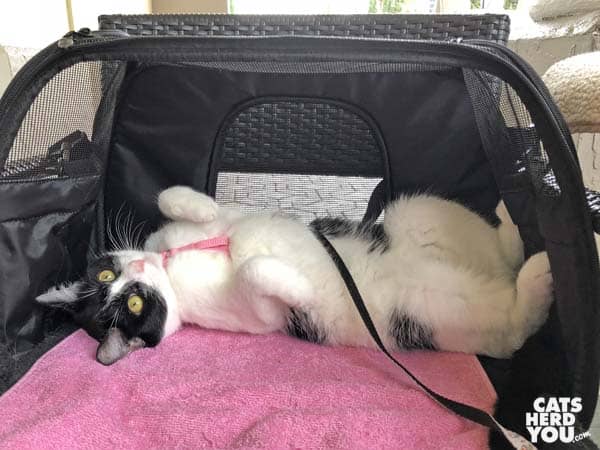 black and white tuxedo cat lounges inside carrier