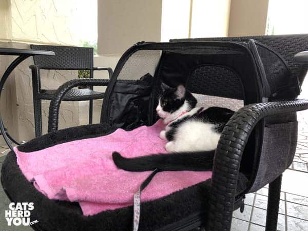 black and white tuxedo cat sits in carrier