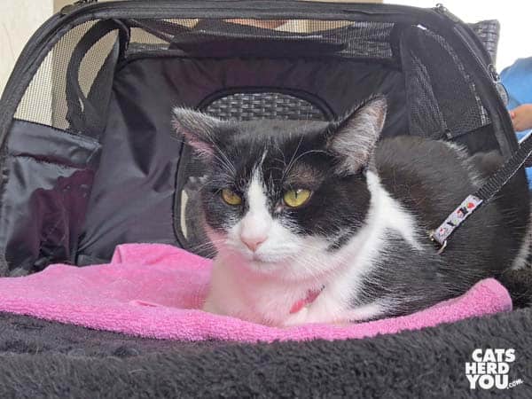 black and white tuxedo cat sits in carrier