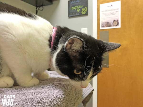 black and white tuxedo cat in veterinarian's office