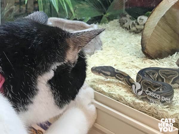 black and white tuxedo cat looks at snake through glass