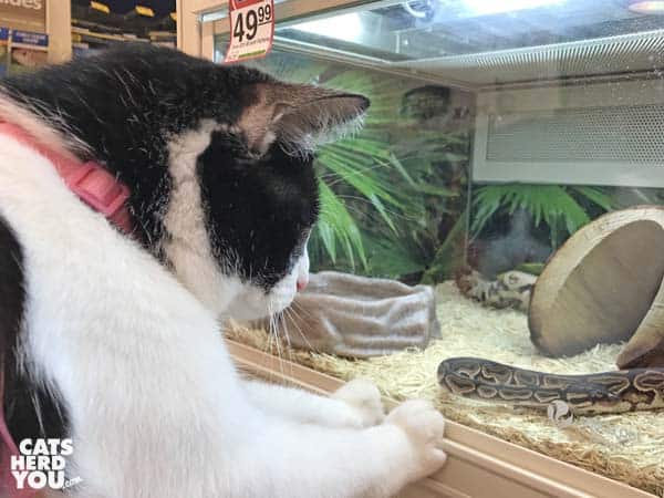 black and white tuxedo cat looks at snake through glass