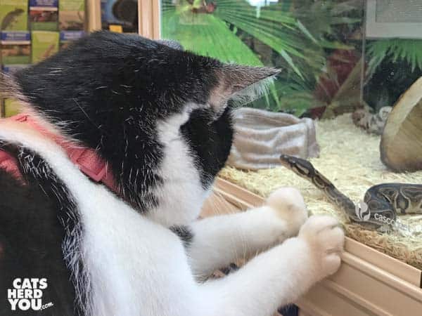 black and white tuxedo cat looks at snake through glass