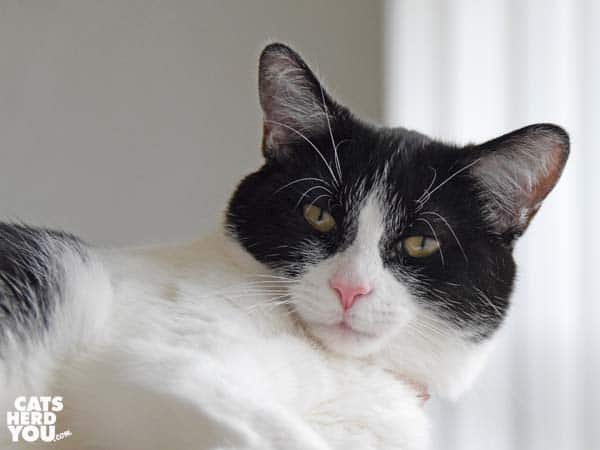 black and white tuxedo cat