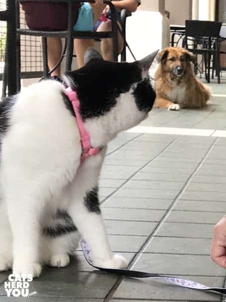 black and white tuxedo cat looks at dog