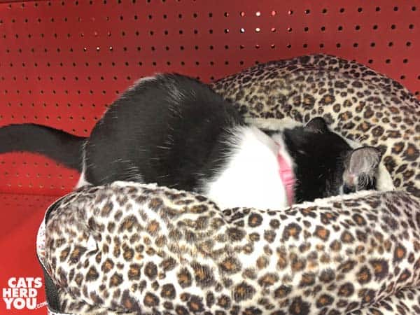 black and white tuxedo cat climbs into bed