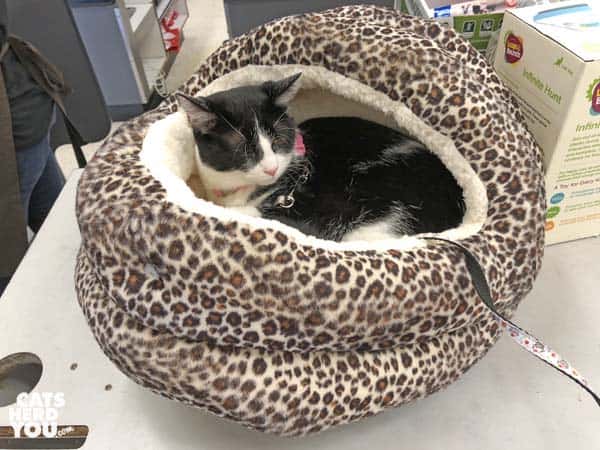 black and white tuxedo cat sits in bed on ccheckout counter