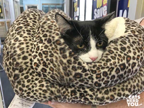 black and white tuxedo cat in leopard spotted cat bed