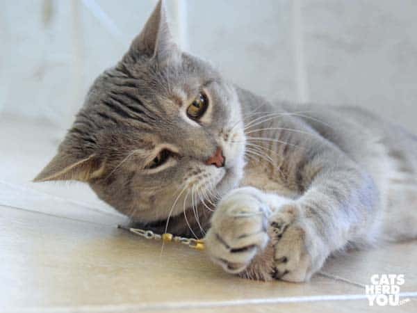 gray tabby cat grabs wand toy