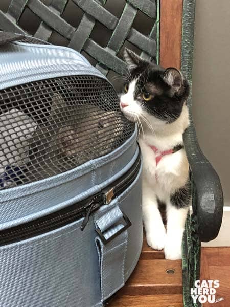 tuxedo cat looks at gray tabby cat in carrier