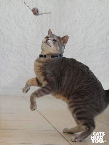 gray tabby cat leaps for wand toy