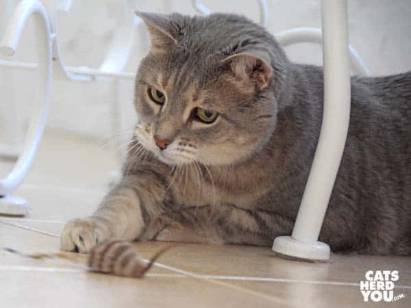 gray tabby cat grabs wand