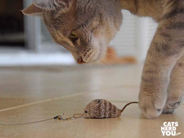 gray tabby cat grabs wand
