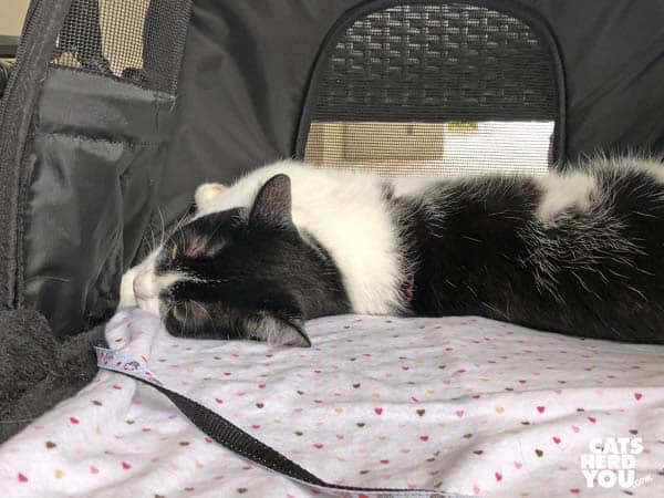 black and white tuxedo cat lounges in carrier