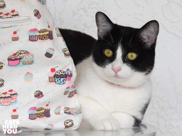 black and white tuxedo cat sits next to cupcake bag