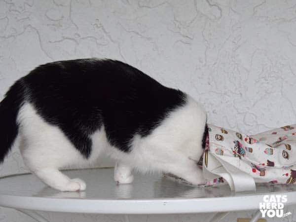 black and white tuxedo cat looks into cupcake bag