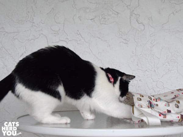black and white tuxedo cat looks into cupcake bag