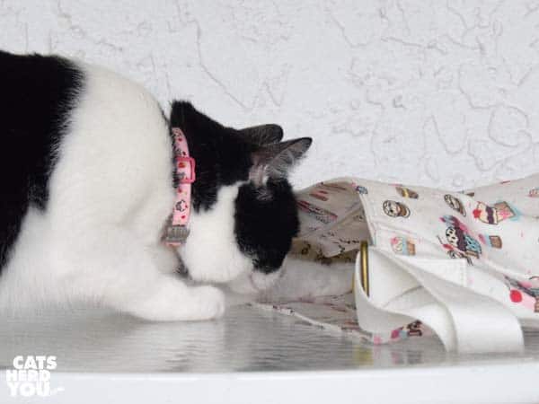 black and white tuxedo cat looks into cupcake bag