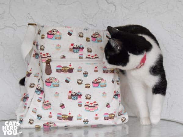 black and white tuxedo cat looks at cupcake bag