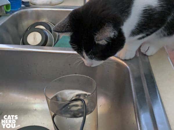 black and white tuxedo cat plays with fountain pump in glass