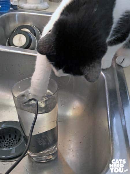 black and white tuxedo cat plays with fountain pump in glass