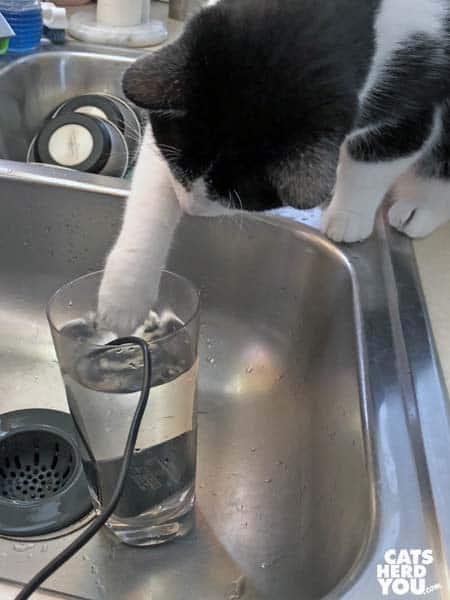 black and white tuxedo cat plays with fountain pump in glass