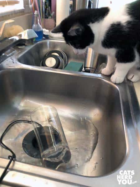 black and white tuxedo cat plays with fountain pump in glass