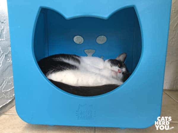 black and white tuxedo cat sleeps in blue bed