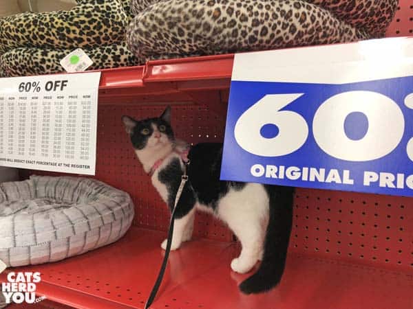 black and white tuxedo cat looks at sale sign