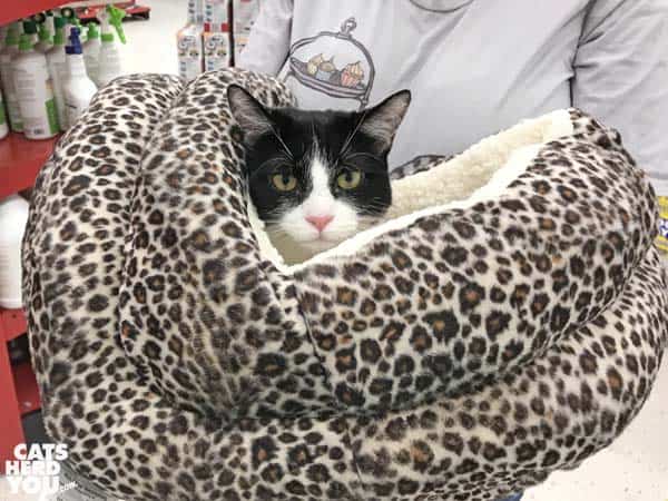 black and white tuxedo cat sis carried in bed