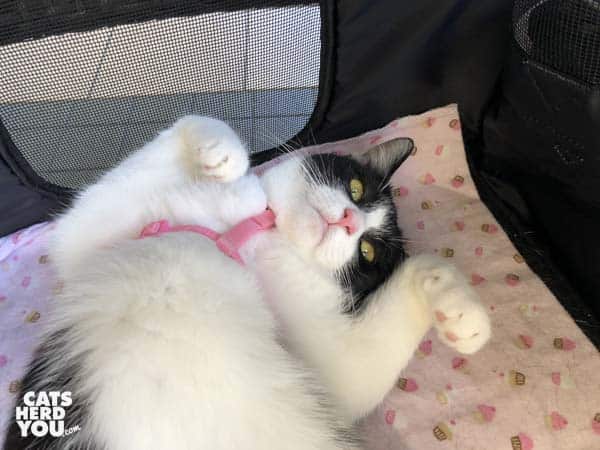 black and white tuxedo cat shows tummy