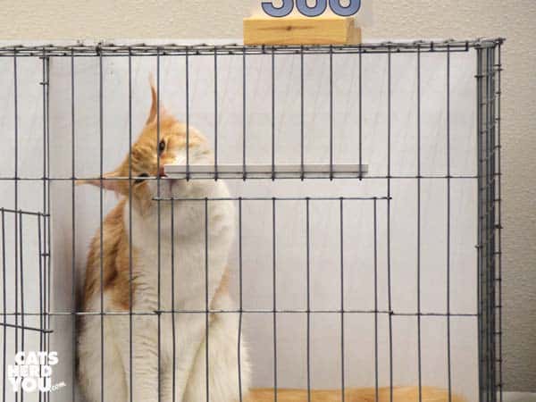 maine coon kitten in show ring cage