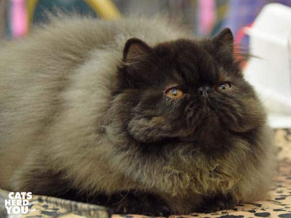 persian kitten