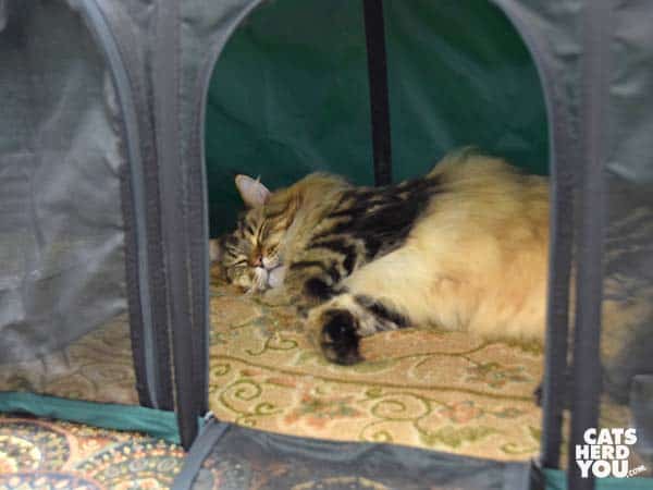 sleeping maine coon