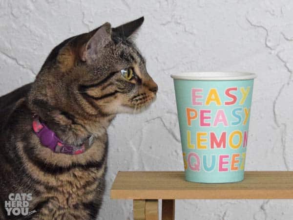 one-eyed brown tabby cat looks at lemonade cup
