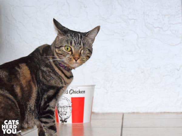 one-eyed tabby cat with KFC bucket