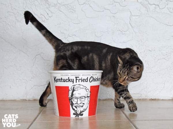 one-eyed brown tabby cat with KFC bucket