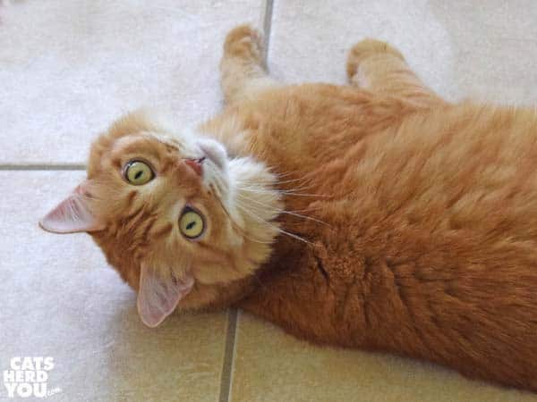 orange tabby cat looks up from laying on tile