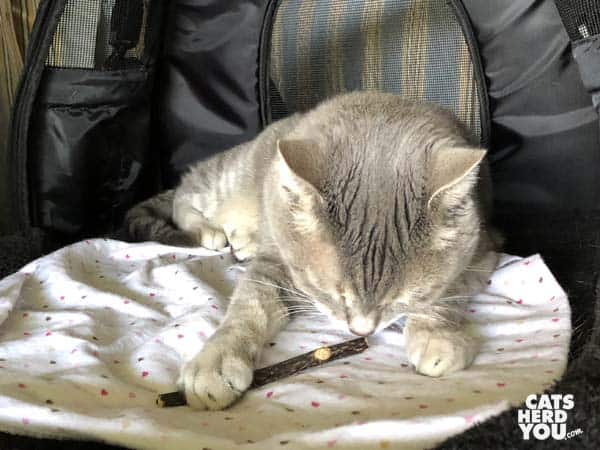 gray tabby cat plays with silvervine stick