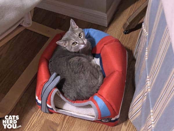 gray tabby cat sits on top of tent bed
