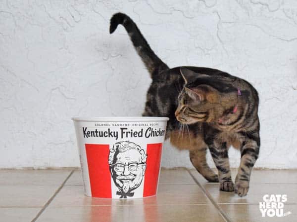 one-eyed brown tabby cat with KFC bucket