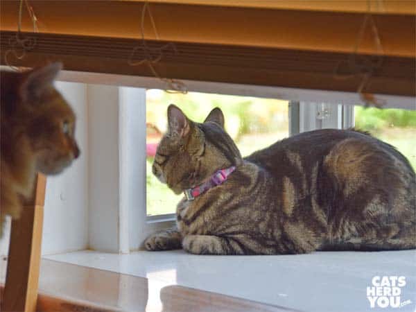 one-eyed brown tabby cat looks out window while orange tabby cat looks on