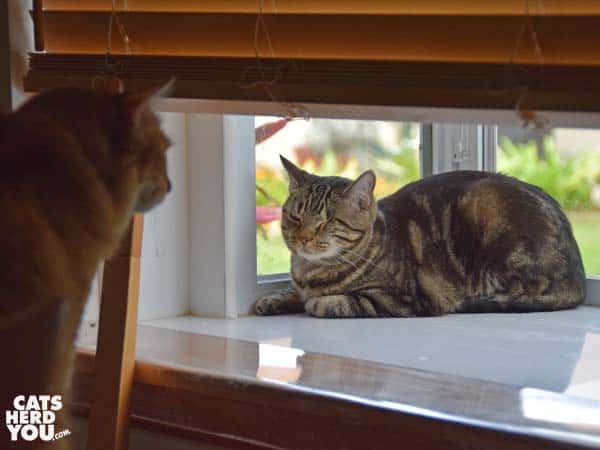 orange tabby cat looks out window past one-eyed brown tabby cat 