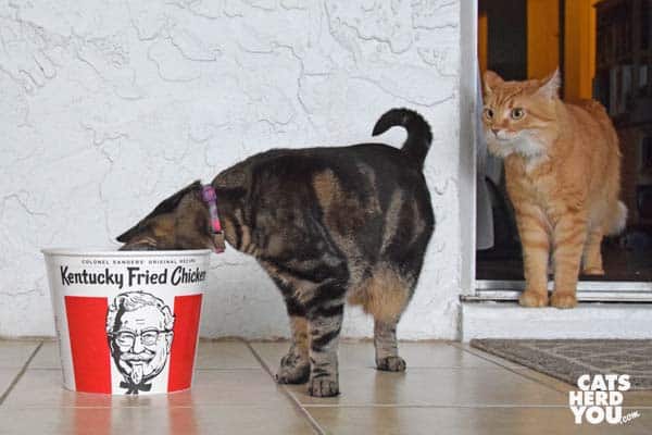 one-eyed brown tabby cat looks into KFC bucket as orange tabby cat looks on