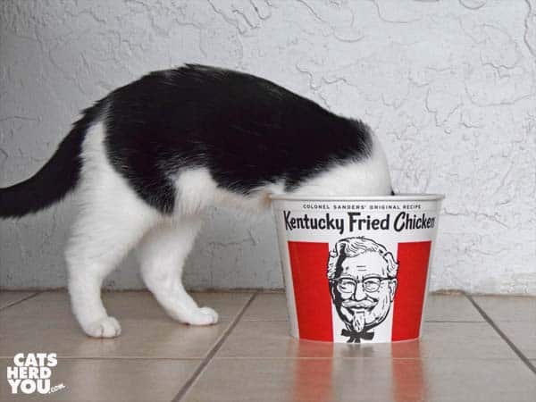 black and white tuxedo cat with head in KFC bucket