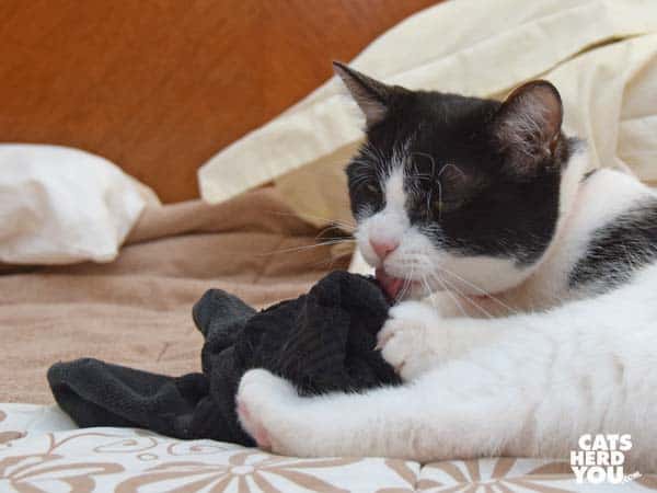 black and white tuxedo cat licks socks