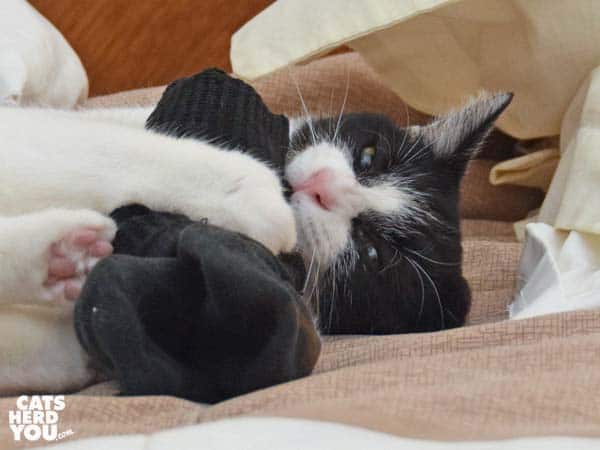 black and white tuxedo cat plays with socks
