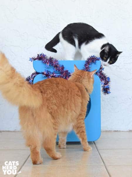 black and white cat and orange tabby cat look at patriotic garland